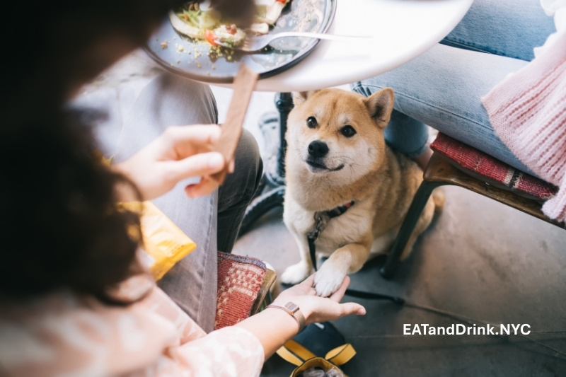 Top Pet-Friendly Restaurants in NYC Where Dogs Are Welcome