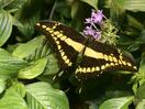 cc_131010_147_listing